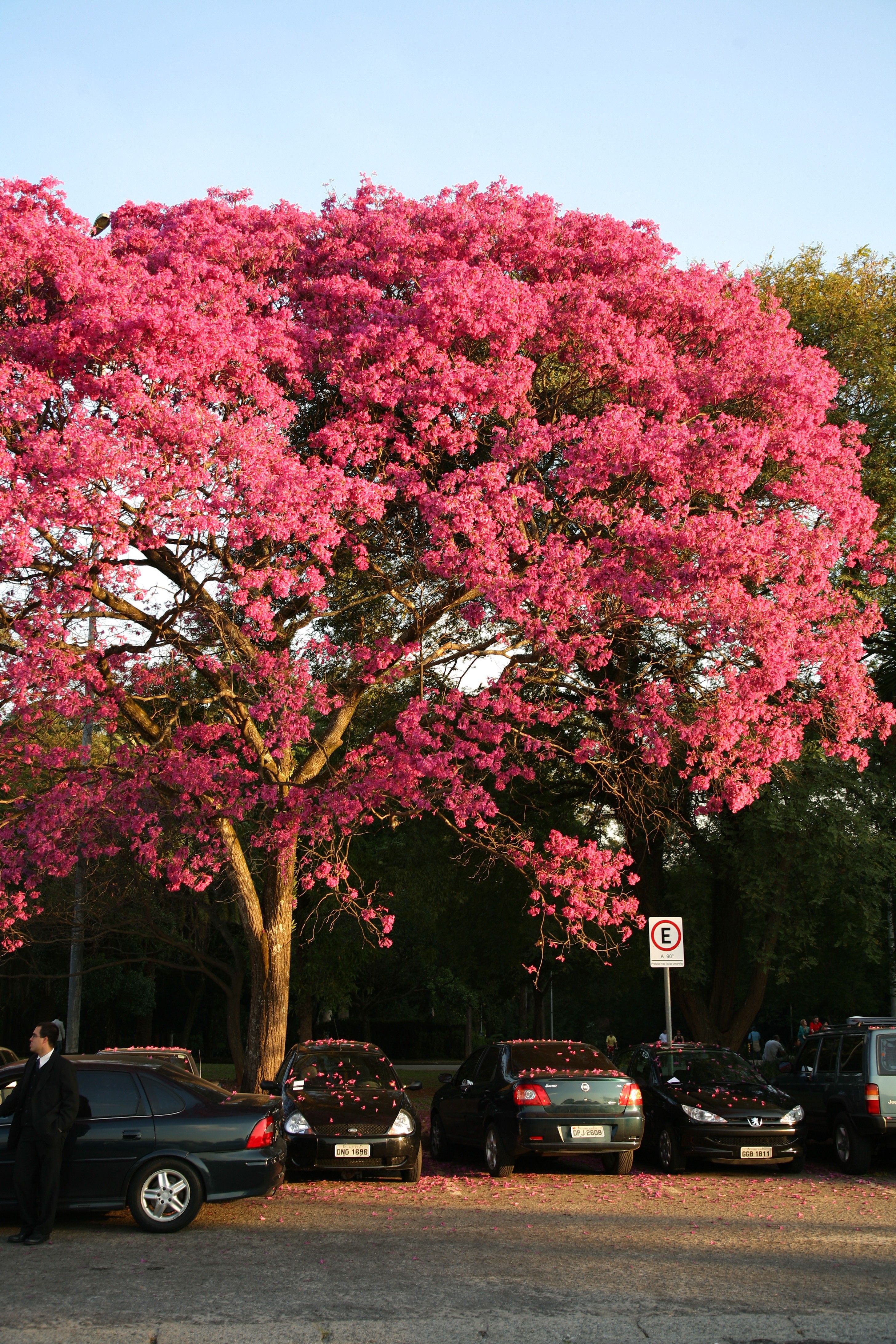 Ipê rosa